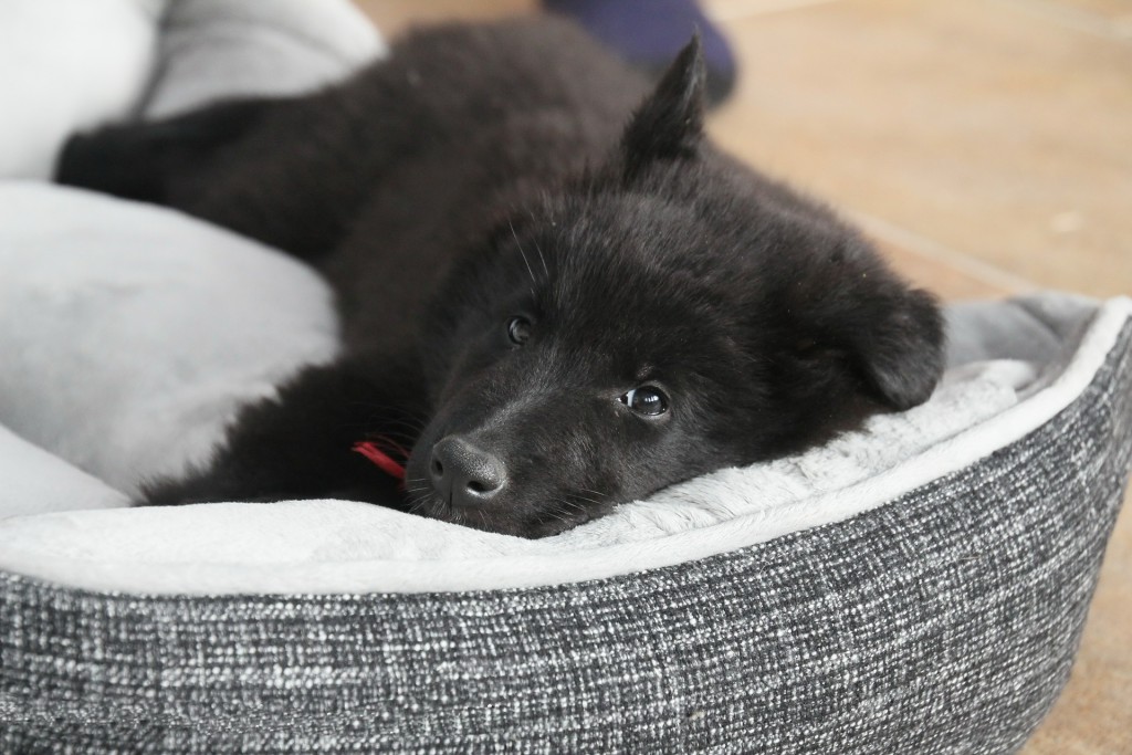 belgian-shepherd-dog-435944_1920