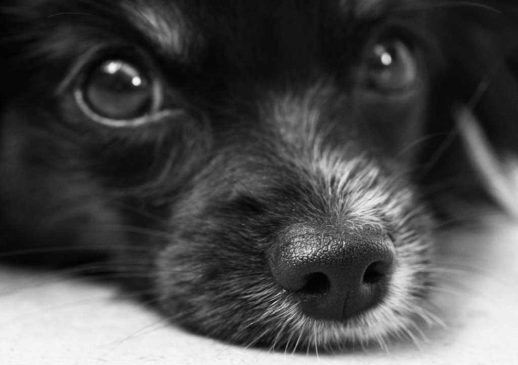 tu mascota tiene buen corazón